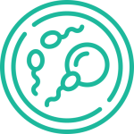 In Vitro Fertilisation (IVF)